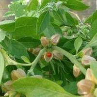 Ashwagandha root plant