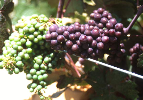 Resveratrol from Grapes