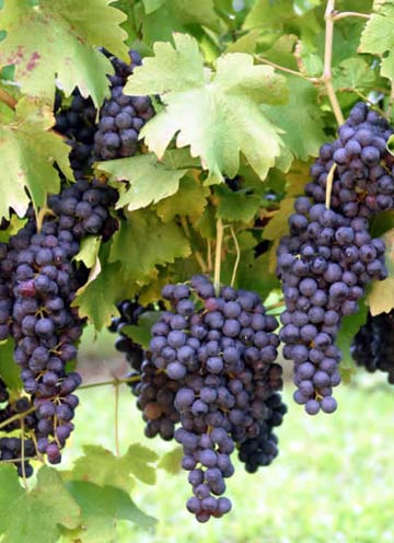 Resveratrol from Grapes