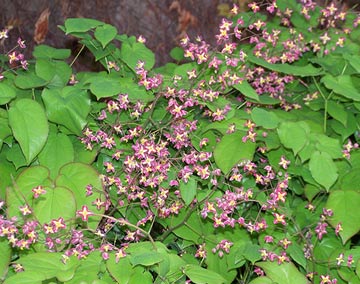 Horny Goat Weed