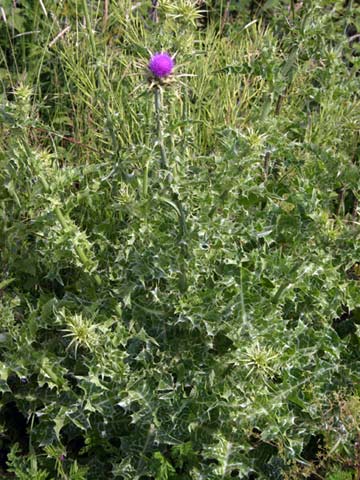Milk Thistle (silybum marianum or silymarin)