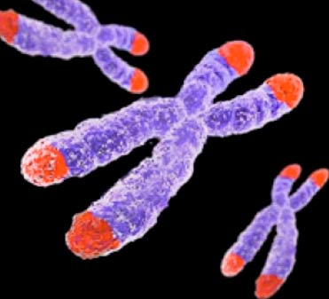 Image of Telomeres
