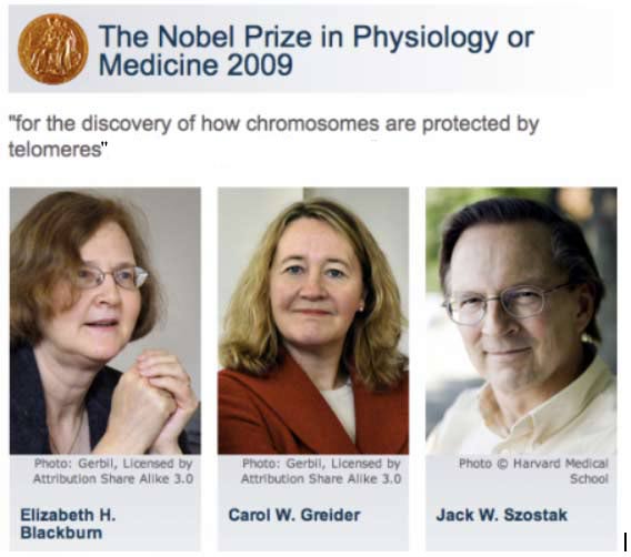 Telomeres and Telomerase Nobel Prize Winners